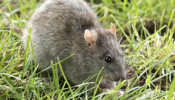 Rat